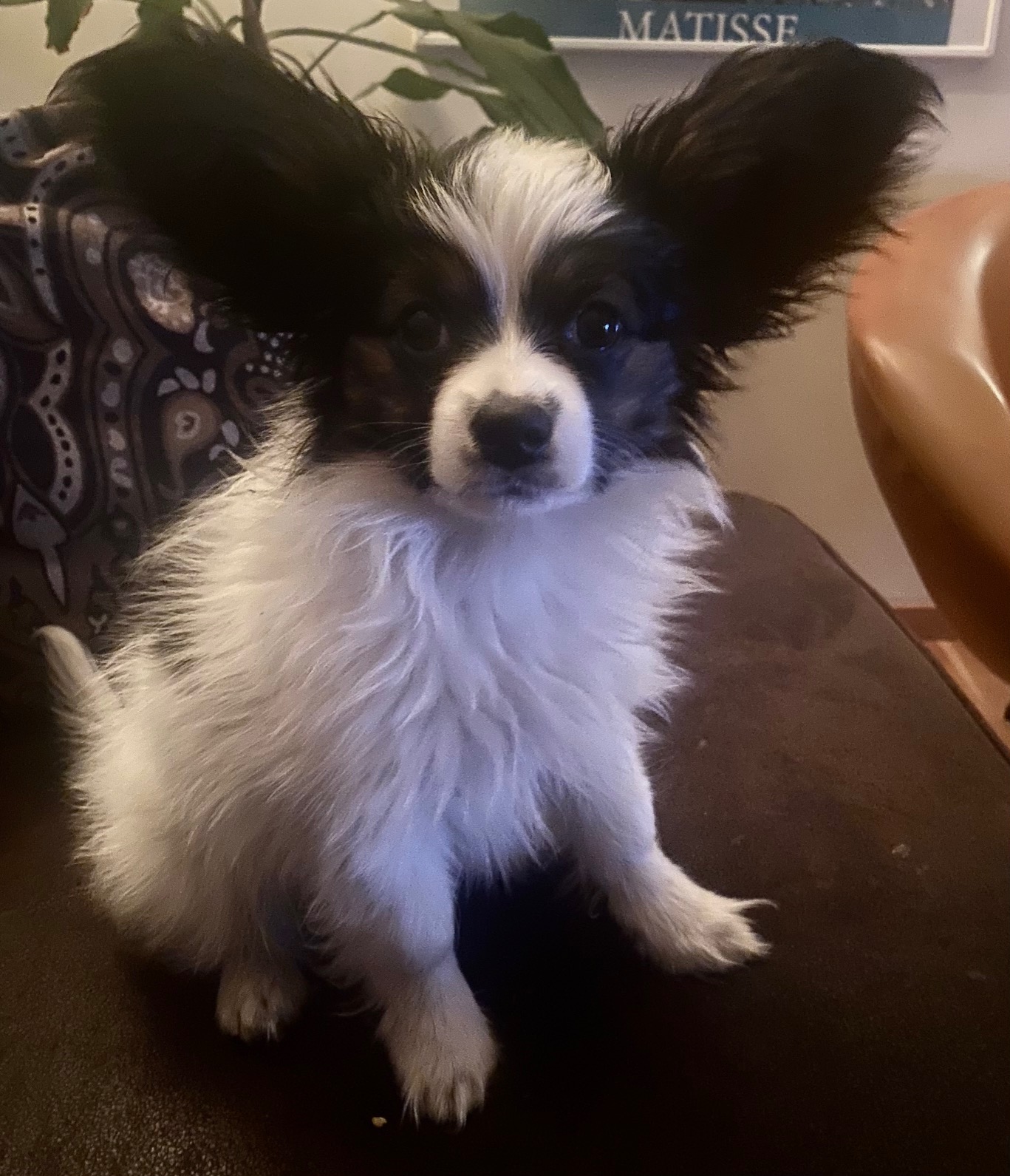 Gizmo - assistent